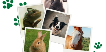 <h3><strong>Enter your pet into our Virtual Pet Competiton</strong></h3>