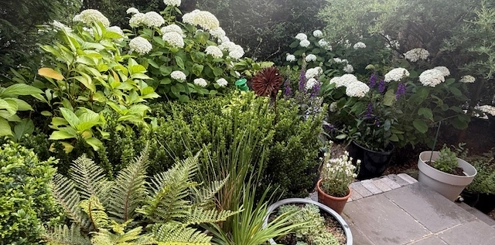 Lymm Opens Gardens - 2026