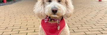 Therapy dog sat outside St. Rocco's Hospice