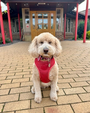 Therapy dog sat outside St. Rocco's Hospice