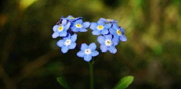 <h2><strong>Remember a loved one</strong></h2>