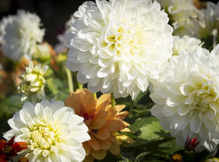 Photo of flowers from the St Rocco's garden
